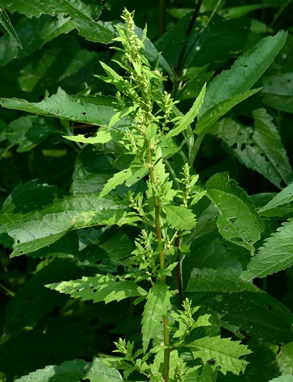 {Dysphania ambrosioides}